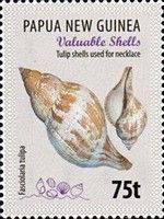 Tulip shells used for necklace