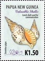 Conche shell used for communication