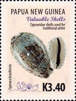 Cypraeidae Shells