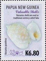 Nassarius shells used as currency