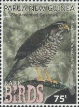 Slaty-mantled goshawk (Accipiter luteoschistaceus) (see Desc