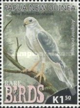 New Britain Goshawk (Accipiter princeps)