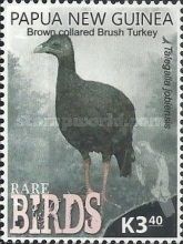 Brown-collared Brush Turkey (Talegalla jobiensis)