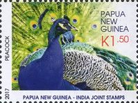 Indian Peafowl (Pavo cristatus)