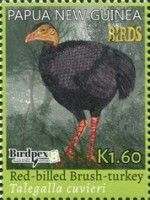 Red-billed Brushturkey (Talegalla cuvieri)