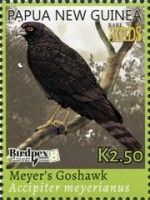Meyer’s Goshawk (Accipiter meyerianus)