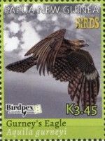 Gurney’s Eagle (Aquila gurneyi)