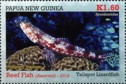 Tailspot Lizardfish (Synodus jaculum)