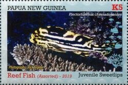 Juvenile Sweetlips (Plectorinchus sp.)