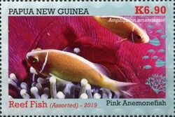 Pink Anemonefish (Amphiprion perideraion)