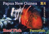 Parrotfish