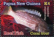 Coral Trout (Plectropomus leopardus)