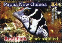 Black Saddled Toby (Canthigaster valentini)