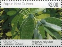 Immature Galip Nuts