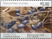 Mature Galip Nuts