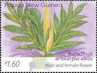 Male & Female Breadfruit Flower