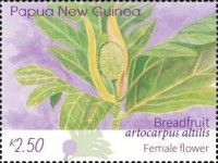 Female Breadfruit Flower
