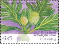 Immature Breadfruit