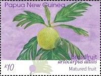 Mature Breadfruit