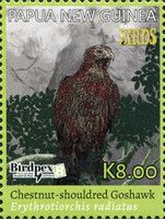Chestnut-shouldered Goshawk (Erythrotriorchis radiatus)