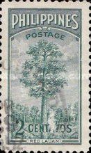 Red Lauan Tree (Shorea negrosensis)