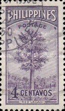 Red Lauan Tree (Shorea negrosensis)
