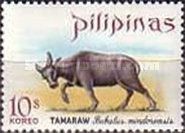 Tamaraw (Bubalus mindorensis)