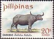 Carabao (Bubalus bubalis)