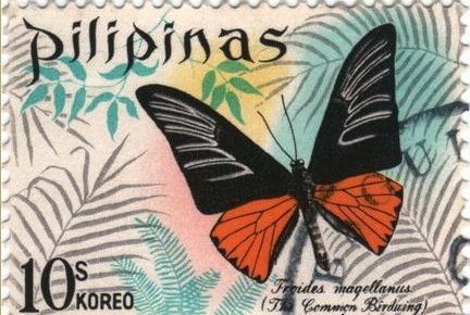 Common Birdwing (Troides magellanus)
