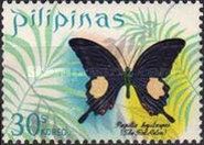 Swallowtail Butterfly (Papilio hystaspes)
