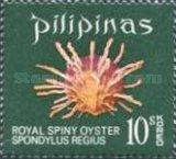 Regal Thorny Oyster (Spondylus regius)