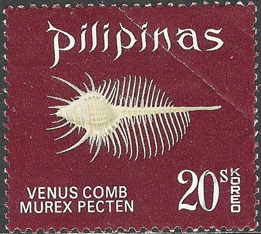 Venus Comb Murex (Murex pecten)