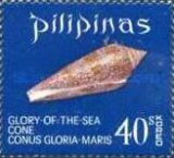 Glory of the Sea Cone (Conus gloriamaris)