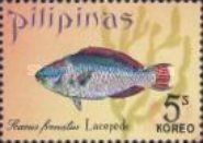 Bridled Parrotfish (Scarus frenatus)