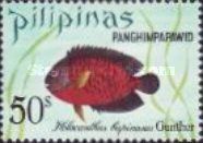 Twospined Angelfish (Holacanthus bispinosus)