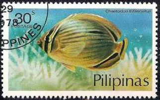 Melon Butterflyfish (Chaetodon trifasciatus)