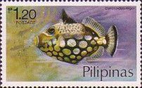 Clown Triggerfish (Balistoides niger)
