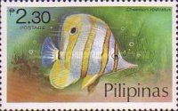 Copperband Butterflyfish (Chelmon rostratus)