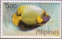 Blueface Angelfish (Euxiphipops xanthometapon)