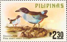 Azure-breasted Pitta (Pitta steerii)