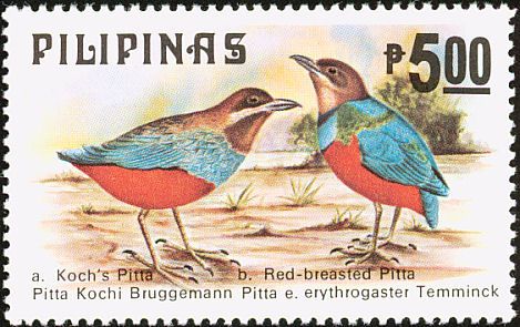 Whiskered Pitta (Pitta kochi), Red-bellied Pitta (Pitta eryt