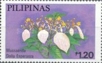 Mussaenda Doña Esperanza