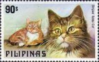 Striped Tabby (Felis silvestris catus)