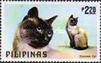 Siamese Cat (Felis silvestris catus)