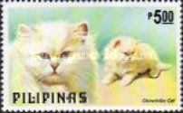 Persian Chinchilla (Felis silvestris catus)