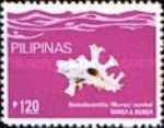 Zambo's Murex (Homalocantha zamboi)