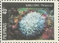 Bubble Coral (Plerogyra sp.)