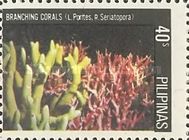 Finger Coral (Porites porites), Bird's Nest Coral (Seriatopo