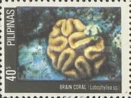 Brain Coral (Lobophyllea sp.)