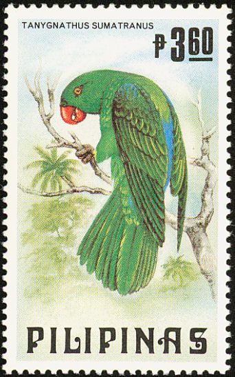 Blue-backed Parrot (Tanygnathus sumatranus)